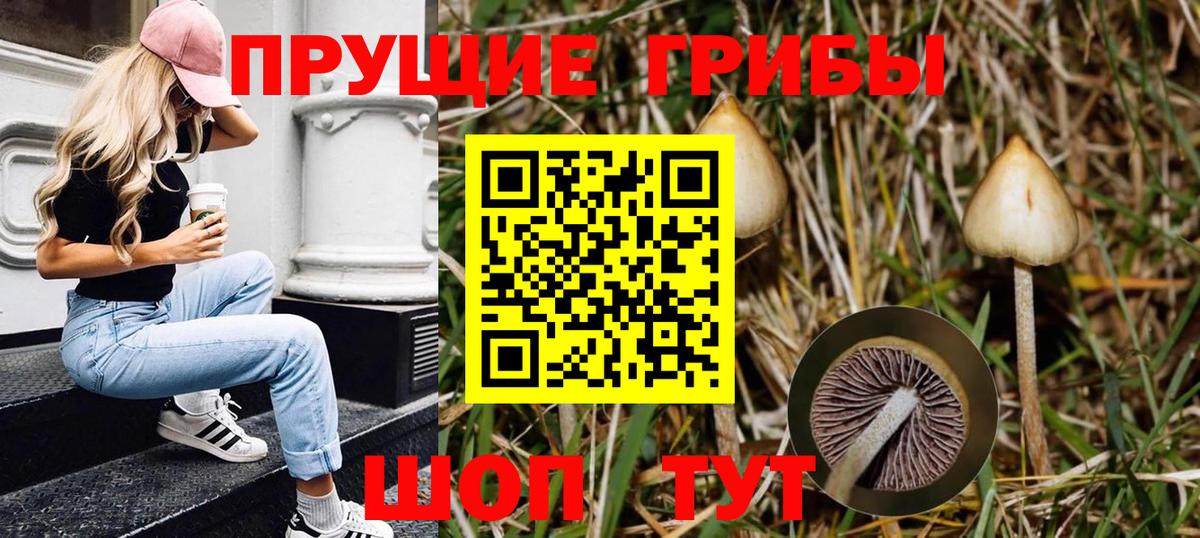 Псилоцибиновые грибы GOLDEN TEACHER  Псилоцибиновые грибы мицелий  Вход с VPN  Тобольск 